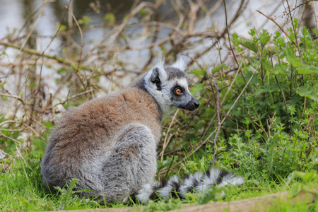 The Ring Tailed Lemur in the beautiful West Midland Safari Park on APR 23, 2016 at Spring Grove, United Kingdomのeditorial素材