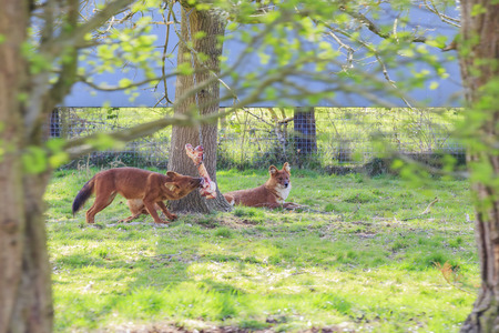 Spring Grove, APR 23: Hound in the beautiful West Midland Safari Park on APR 23, 2016 at Spring Grove, United Kingdomのeditorial素材
