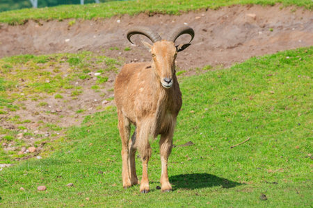 Spring Grove, APR 23: Goat in the beautiful West Midland Safari Park on APR 23, 2016 at Spring Grove, United Kingdomのeditorial素材