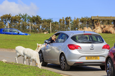 Spring Grove, APR 23: The Axis Deer in the beautiful West Midland Safari Park on APR 23, 2016 at Spring Grove, United Kingdomのeditorial素材