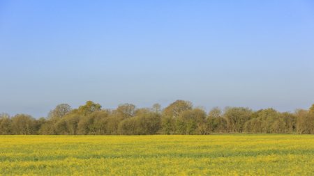 Nature landscape of yellow flower and blue sky, trees in United Kingdomの写真素材