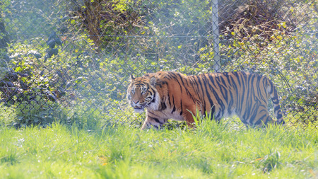 Spring Grove, APR 23: Tiger in the beautiful West Midland Safari Park on APR 23, 2016 at Spring Grove, United Kingdomのeditorial素材