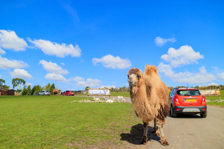 Spring Grove, APR 23: Camel in the beautiful West Midland Safari Park on APR 23, 2016 at Spring Grove, United Kingdomのeditorial素材