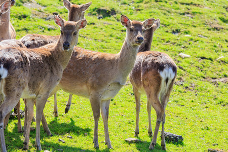 Deer in the beautiful West Midland Safari Park on APR 23, 2016 at Spring Grove, United Kingdomのeditorial素材