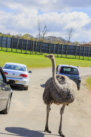 Spring Grove, APR 23: Ostrich in the beautiful West Midland Safari Park on APR 23, 2016 at Spring Grove, United Kingdomのeditorial素材