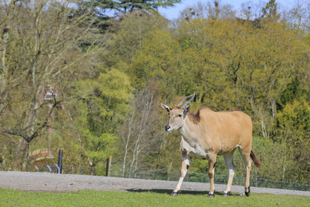 Spring Grove, APR 23: Antelope in the beautiful West Midland Safari Park on APR 23, 2016 at Spring Grove, United Kingdomのeditorial素材