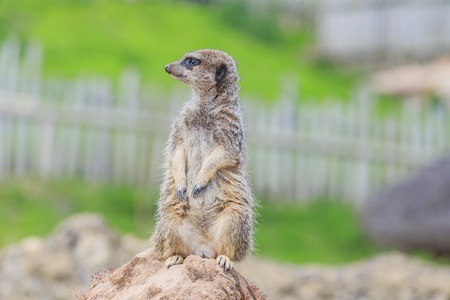 The beautiful Meerkat in the beautiful West Midland Safari Park on APR 23, 2016 at Spring Grove, United Kingdomのeditorial素材