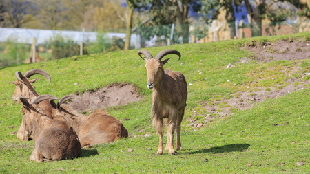 Spring Grove, APR 23: Goat in the beautiful West Midland Safari Park on APR 23, 2016 at Spring Grove, United Kingdomのeditorial素材
