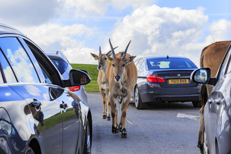 Spring Grove, APR 23: Antelope in the beautiful West Midland Safari Park on APR 23, 2016 at Spring Grove, United Kingdomのeditorial素材