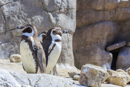 Spring Grove, APR 23: Penguin in the beautiful West Midland Safari Park on APR 23, 2016 at Spring Grove, United Kingdomのeditorial素材