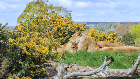 Lion in the beautiful West Midland Safari Park on APR 23, 2016 at Spring Grove, United Kingdomのeditorial素材