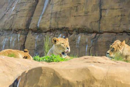 Lion in the beautiful West Midland Safari Park on APR 23, 2016 at Spring Grove, United Kingdomのeditorial素材