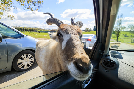 Spring Grove, APR 23: Antelope in the beautiful West Midland Safari Park on APR 23, 2016 at Spring Grove, United Kingdomのeditorial素材
