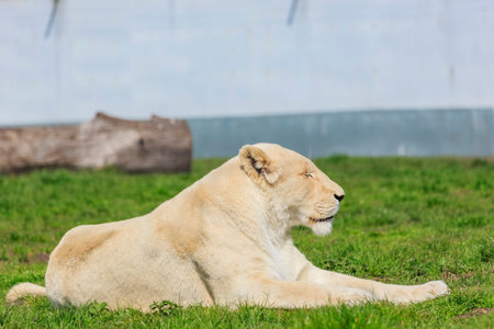 Spring Grove, APR 23: White Bengal Tiger in the beautiful West Midland Safari Park on APR 23, 2016 at Spring Grove, United Kingdomのeditorial素材