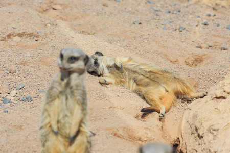 The beautiful Meerkat in the beautiful West Midland Safari Park on APR 23, 2016 at Spring Grove, United Kingdomのeditorial素材