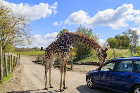 Spring Grove, APR 23: Giraffe walking in the beautiful West Midland Safari Park on APR 23, 2016 at Spring Grove, United Kingdomのeditorial素材