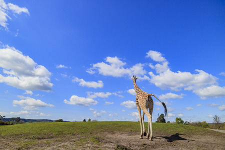 Giraffe walking in the beautiful West Midland Safari Park on APR 23, 2016 at Spring Grove, United Kingdomのeditorial素材