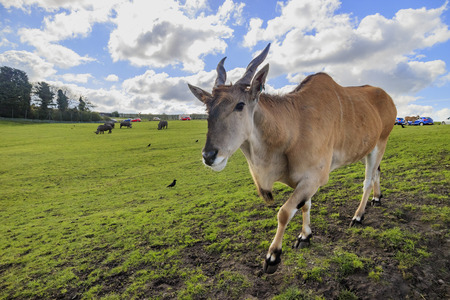 Spring Grove, APR 23: Antelope in the beautiful West Midland Safari Park on APR 23, 2016 at Spring Grove, United Kingdomのeditorial素材