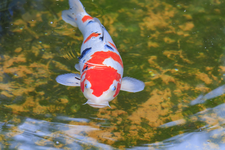 Carp fishのeditorial素材