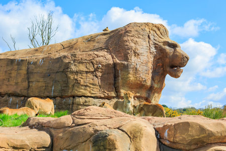 Spring Grove, APR 23: Lion in the beautiful West Midland Safari Park on APR 23, 2016 at Spring Grove, United Kingdomのeditorial素材