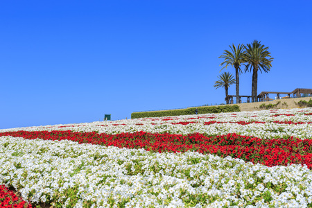 The beautiful Flower Fields at Carlsbad, Californiaのeditorial素材