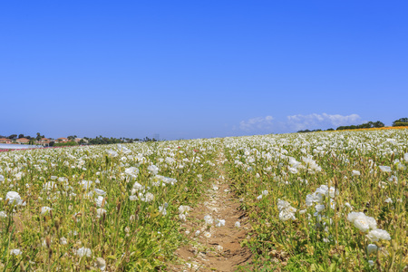 The Flower Fields at Carlsbad, Californiaのeditorial素材