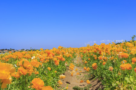 The beautiful Flower Fields at Carlsbad, Californiaのeditorial素材