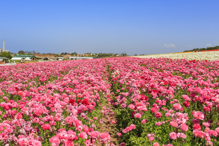 The beautiful Flower Fields at Carlsbad, Californiaのeditorial素材