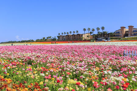 The beautiful Flower Fields at Carlsbad, Californiaのeditorial素材