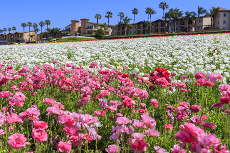 The beautiful Flower Fields at Carlsbad, Californiaのeditorial素材