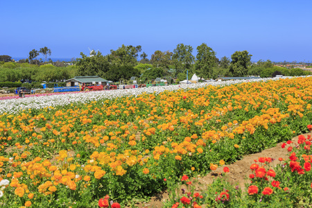 The beautiful Flower Fields at Carlsbad, Californiaのeditorial素材