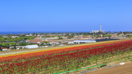 The beautiful Flower Fields at Carlsbad, Californiaのeditorial素材