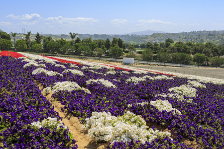 The beautiful Flower Fields at Carlsbad, Californiaのeditorial素材