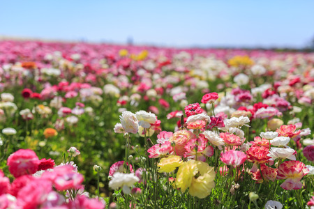 The beautiful Flower Fields at Carlsbad, Californiaのeditorial素材