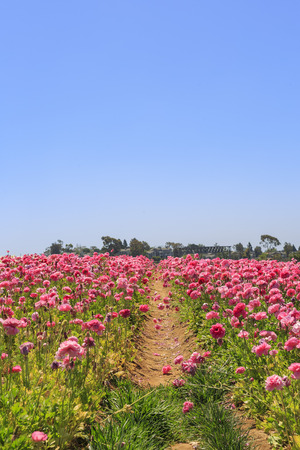 The beautiful Flower Fields at Carlsbad, Californiaのeditorial素材