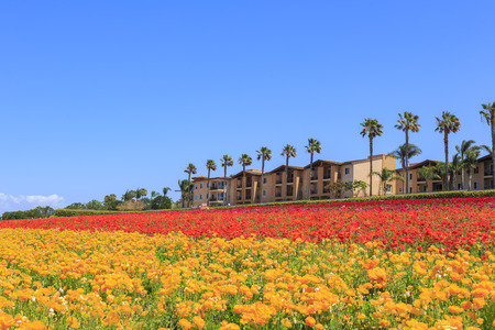 The beautiful Flower Fields at Carlsbad, Californiaのeditorial素材