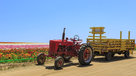 The beautiful Flower Fields at Carlsbad, Californiaのeditorial素材