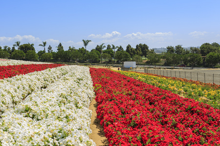 The beautiful Flower Fields at Carlsbad, Californiaのeditorial素材