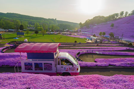 Hokkaido, MAY 22: The entrance of the beautiful pink Shiba Sakura on MAY 22, 2016 at Hokkaido, Japanのeditorial素材