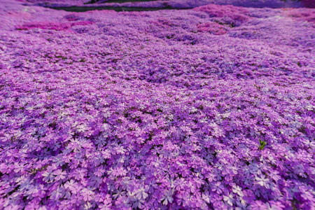 Macro view of  the beautiful pink Shiba Sakura at Hokkaido, Japanのeditorial素材