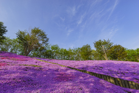 The beautiful pink Shiba Sakura at Hokkaido, Japanのeditorial素材