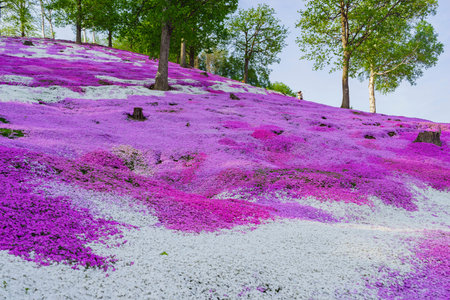 The beautiful pink Shiba Sakura at Hokkaido, Japanのeditorial素材