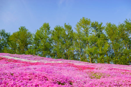 The beautiful pink Shiba Sakura at Hokkaido, Japan around sunsetのeditorial素材