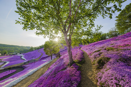 The beautiful pink Shiba Sakura at Hokkaido, Japanのeditorial素材