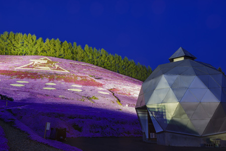 The beautiful pink Shiba Sakura at Hokkaido, Japan around twilightのeditorial素材