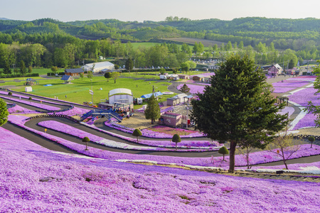 The beautiful pink Shiba Sakura at Hokkaido, Japanのeditorial素材