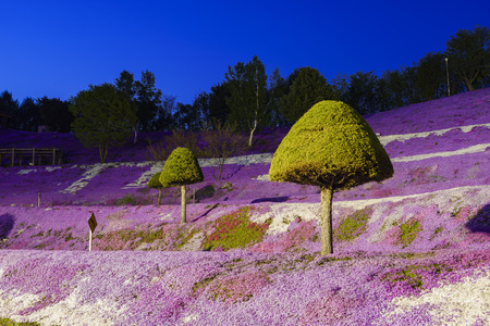 The beautiful pink Shiba Sakura at Hokkaido, Japan around twilightのeditorial素材
