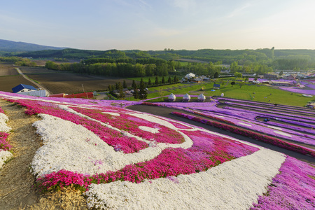 The beautiful pink Shiba Sakura at Hokkaido, Japan around sunsetのeditorial素材