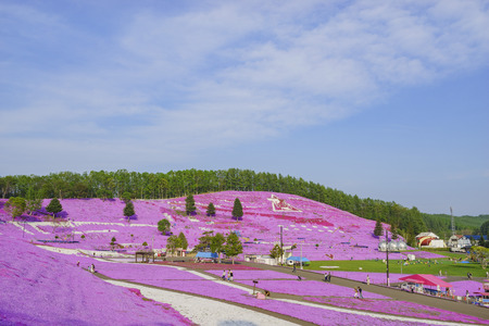 The beautiful pink Shiba Sakura at Hokkaido, Japanのeditorial素材