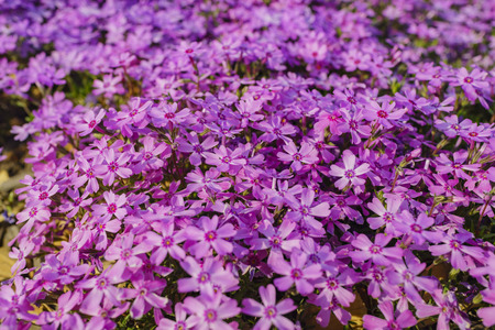 Macro view of  the beautiful pink Shiba Sakura at Hokkaido, Japanのeditorial素材
